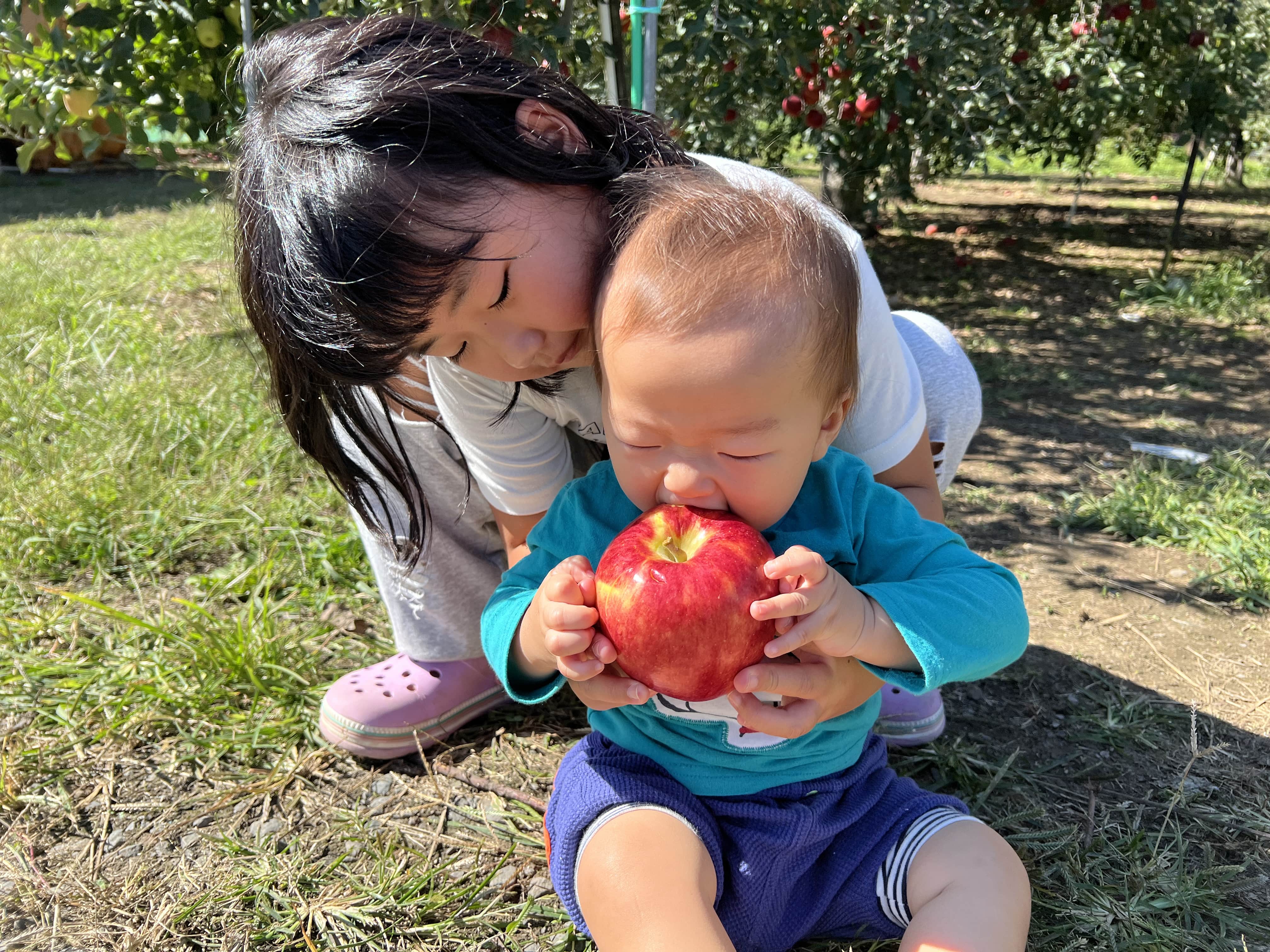 赤ちゃんがりんごをがっついて食べている