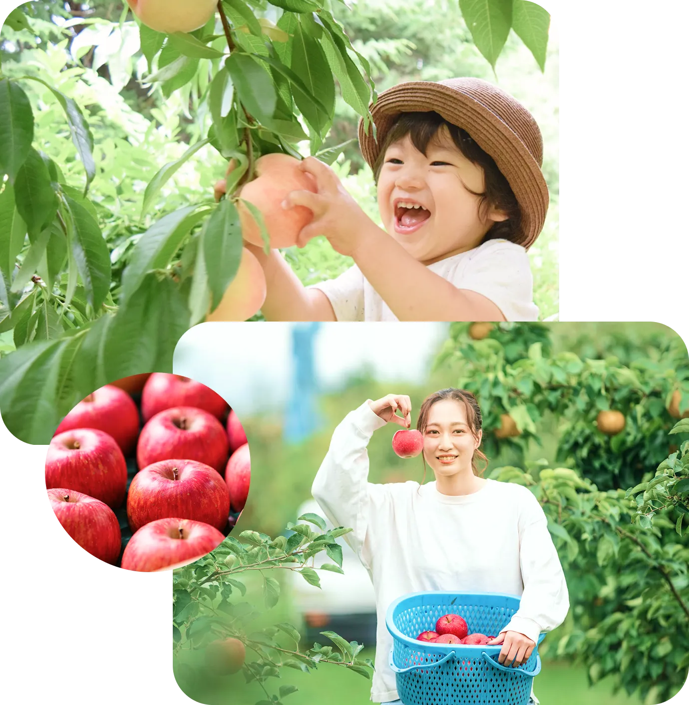 子供が桃を取っている様子・女性がリンゴを持っている様子・沢山のリンゴの写真のコラージュ