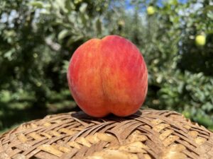 ワッサー大好評につき、完売いたしました！