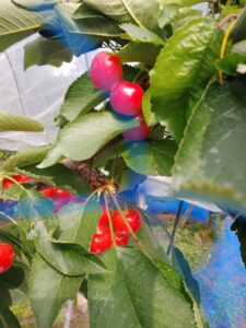 我が農園には、さくらんぼもあります！品種は、紅秀峰🍒