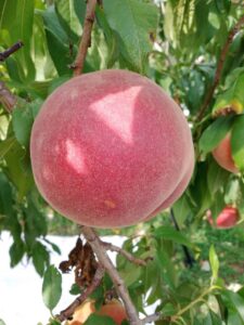 真っ赤に色づいた桃🍑なつっこ❗もう少しで、収穫です❗