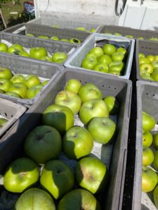 ブラムリー収穫🍏