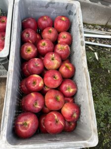 紅玉収穫始まりました🍎